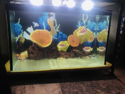 2.6 feet aquarium > Read add