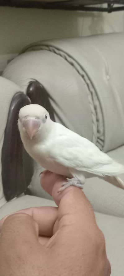 love bird parrot  albino hand tame