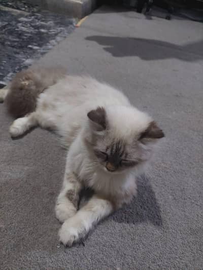 Himaliyan female cat for sale