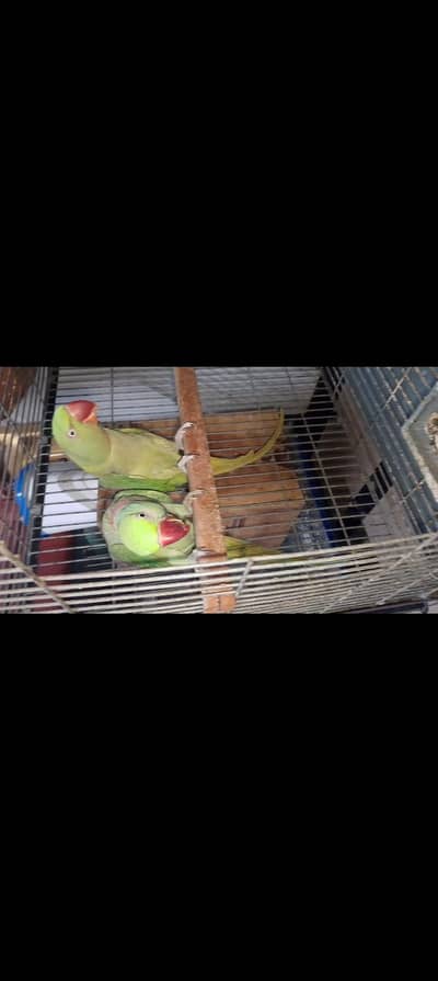 parrots  available for sale