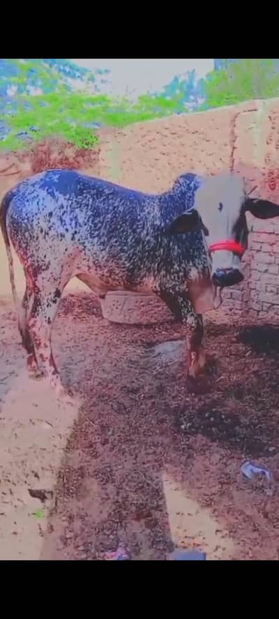 ijtamai qurbani 24l5000