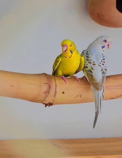 Dun Fallow Red eyes Budgies 1500 Rs