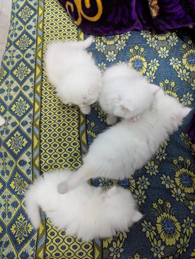 Persian kittens