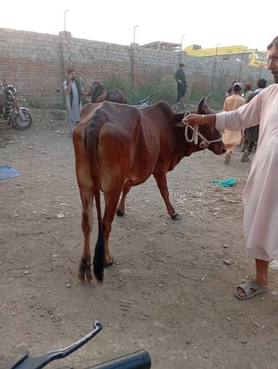 Qurbani Qasai