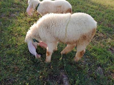 Sheep for sale