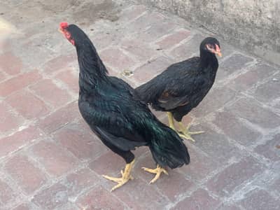 Aseel Pure Bloodline  (black) pair