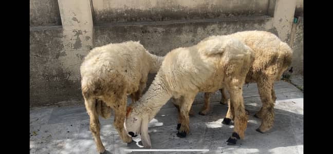 3 male Sheep  (kajla) dhumba