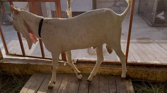 2 daant Gulaabi Cross Bakra For Sale!!