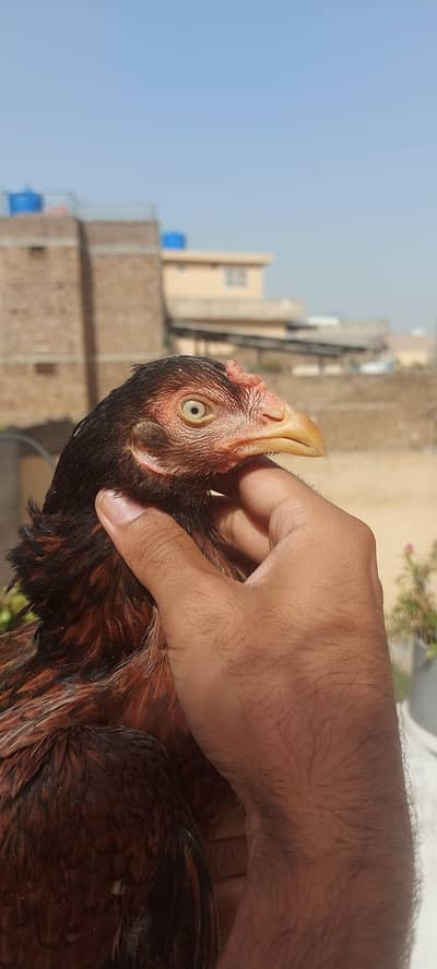 2 Aseel Madiya