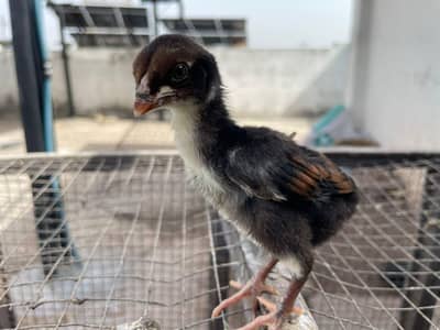 aseel chicks for sale