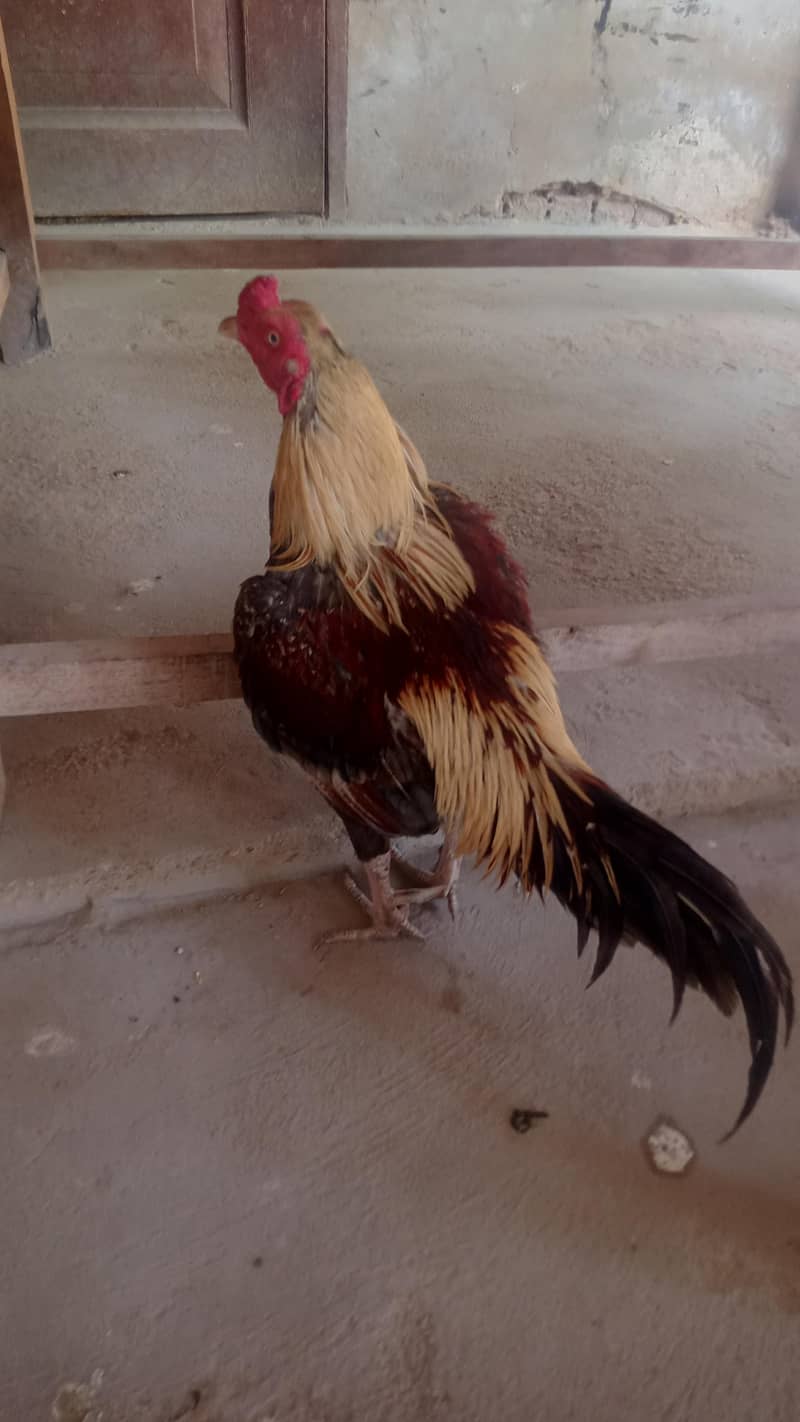 Sindhi hen 0