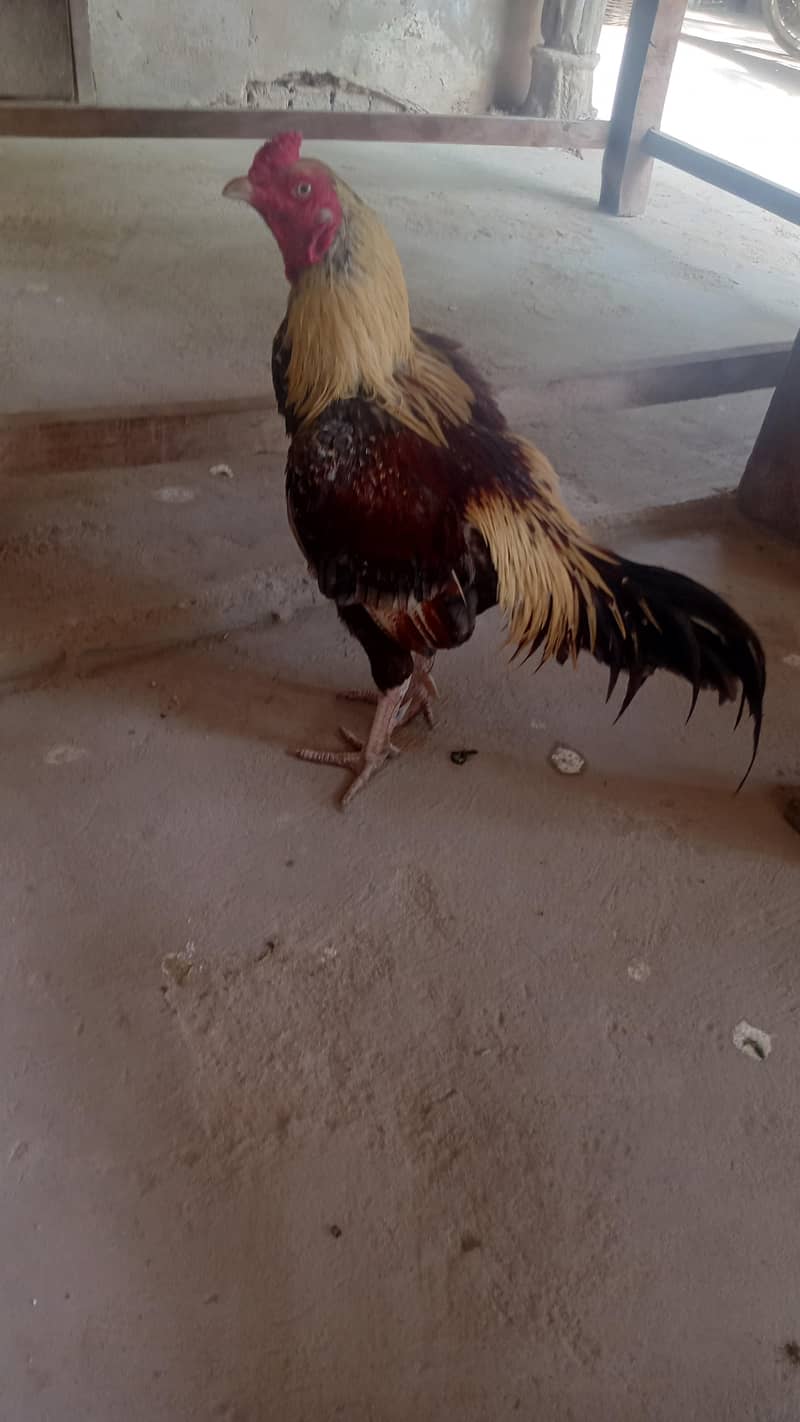 Sindhi hen 1