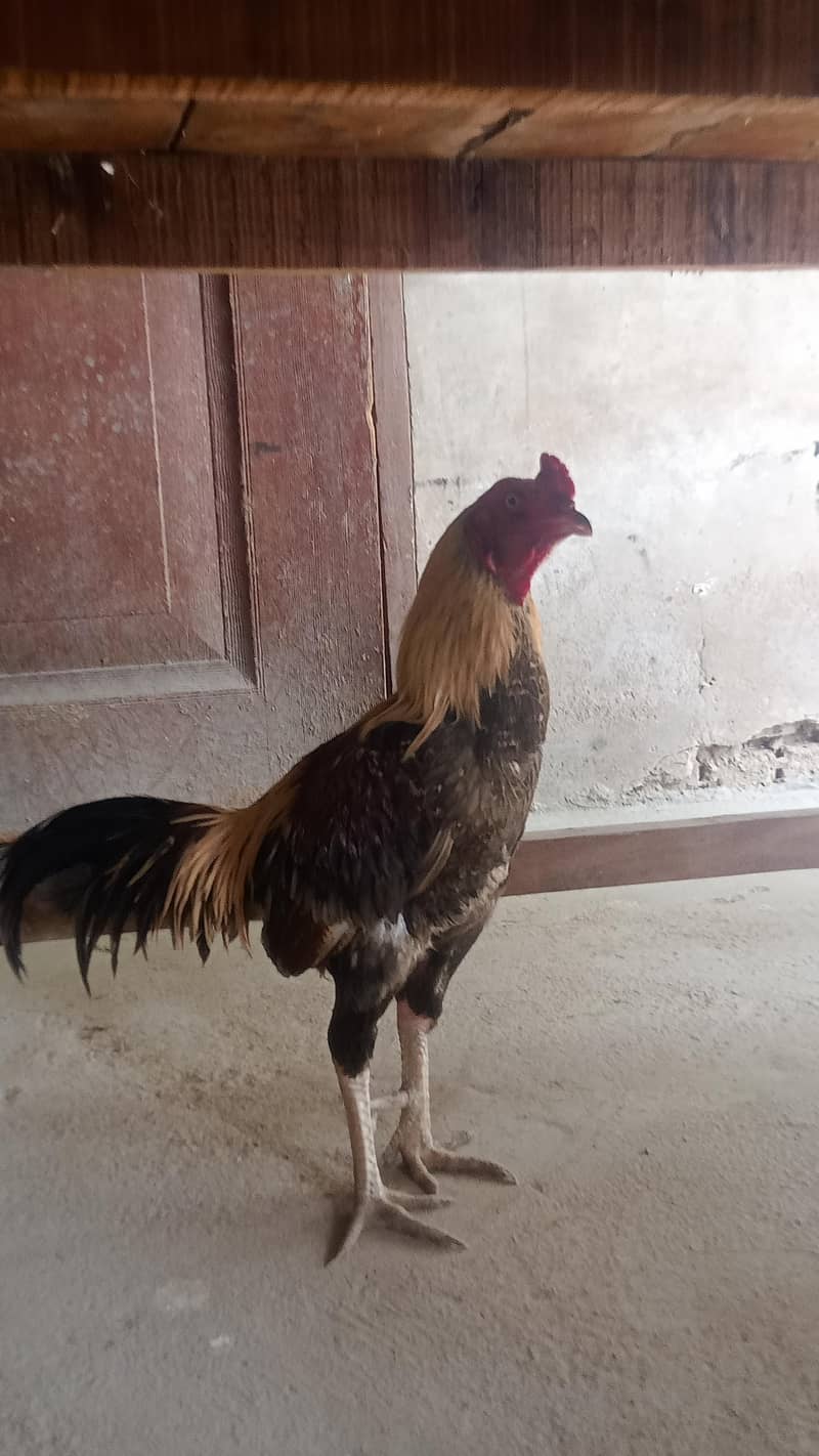 Sindhi hen 2
