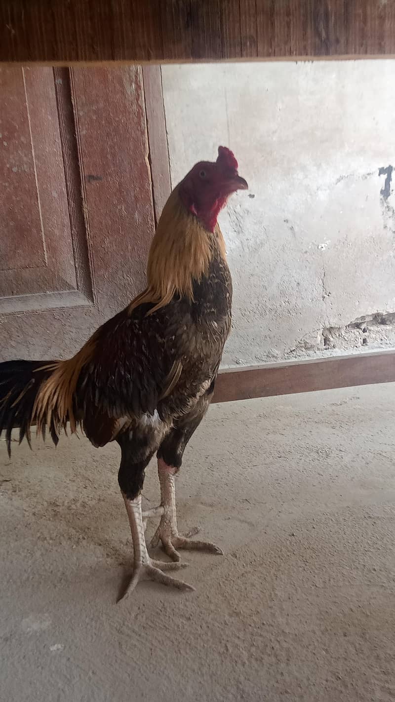 Sindhi hen 3