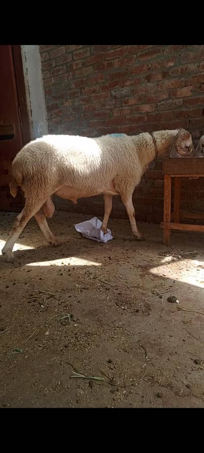 dumba for sale
