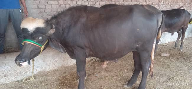 katta for sale