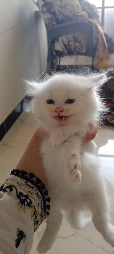 white kitten