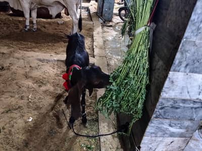 khaasi Bakra available for sale