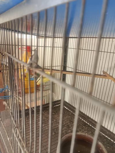 love birds, finches and budgies