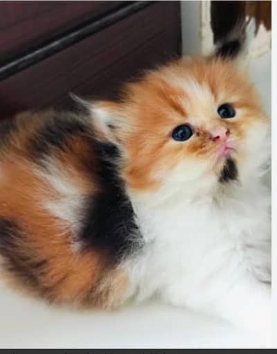 Persian kittens for adoption
