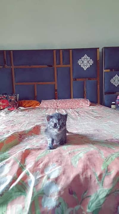 for sale
