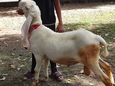Chatra Kajla Qurbani 2026