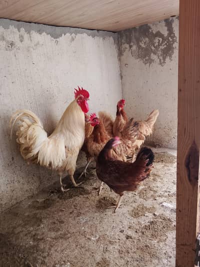 Desi hen