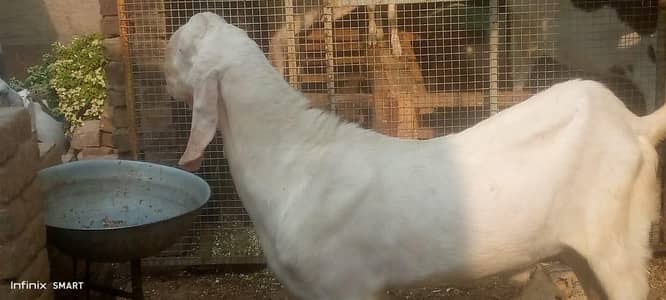 bakra for sale 0325=1342598