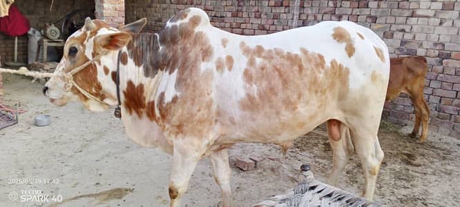  Healthy Male Cow for Sale | Beautiful Color & Strong Body