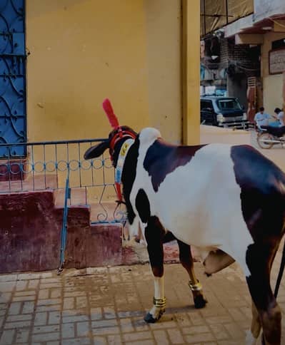 Mashallah fresh 2 dant Qurbani 2026 available for sale