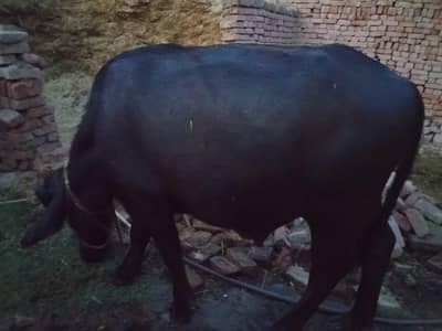 kata For Sale 4 man meat weight dunda paka