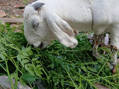 punjabi bakri for sale