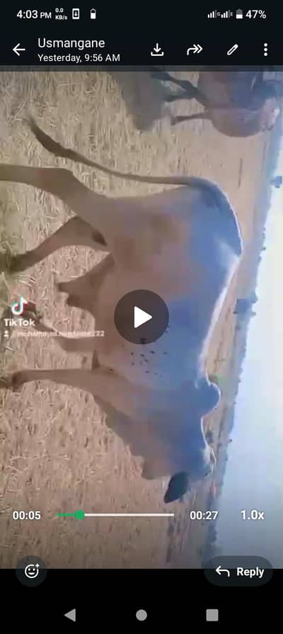 2dan sale bachra