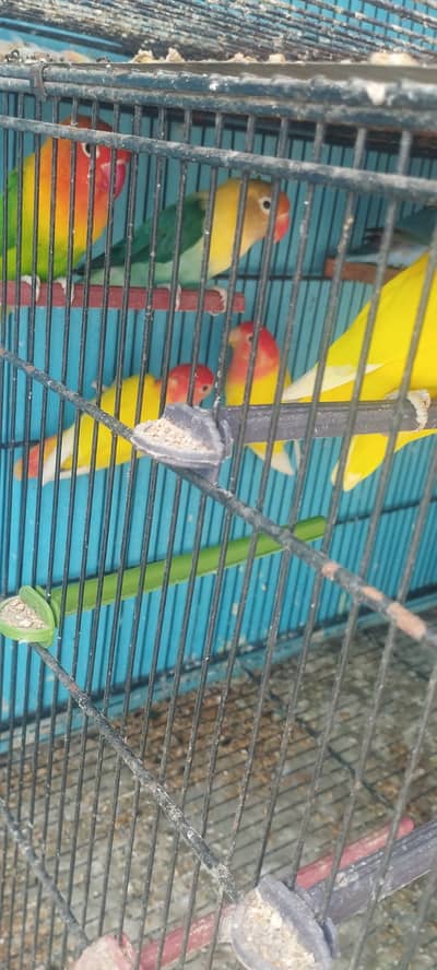 MIX LOVE BIRDS