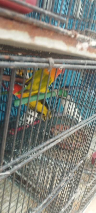MIX LOVE BIRDS