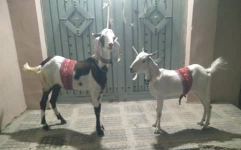 MashaAllah White Bakri & Brown Bakra Pair – Perfect Qurbani Deal