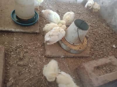 Peacock chicks  for sale