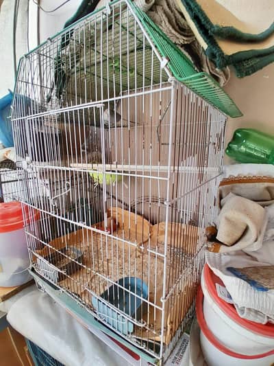 4 compartment breeding cage and 2small cages available