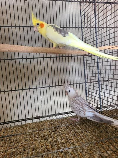 Cream Vpaied with paied female and 3 chick's available pair for sale