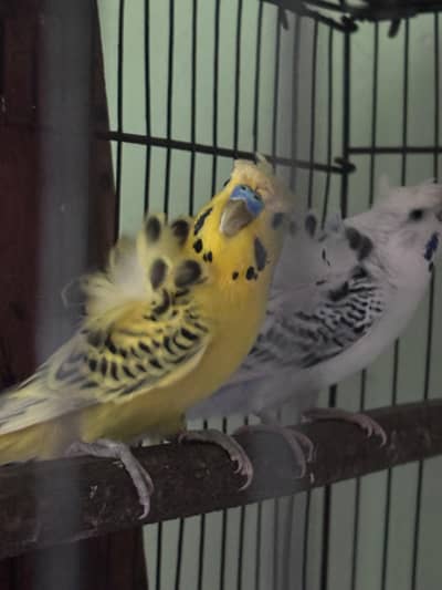Hogo budgies
