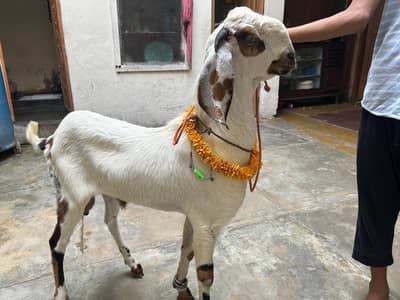 2 Dant khassi bakra