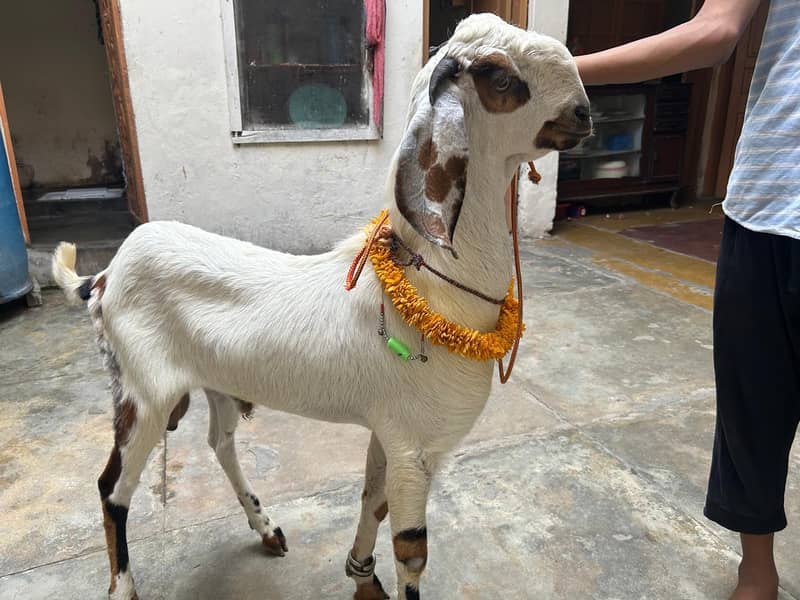2 Dant khassi bakra 0