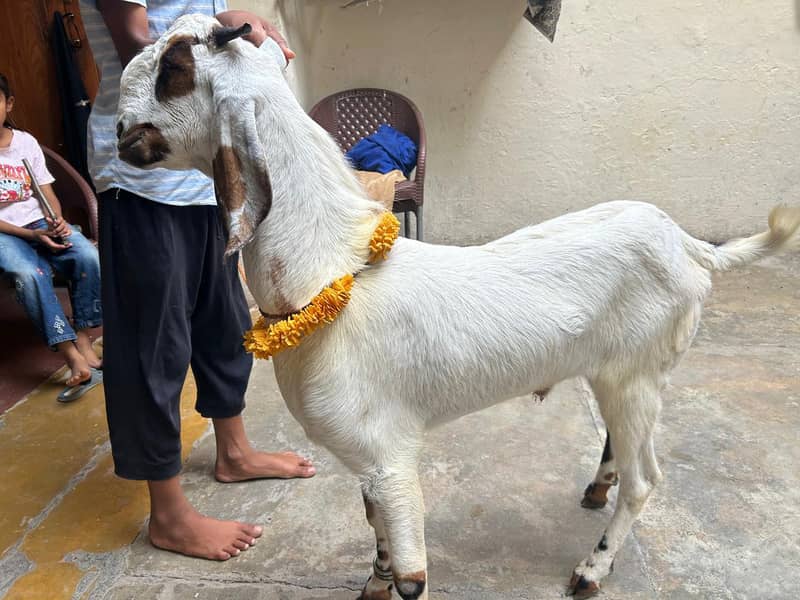 2 Dant khassi bakra 1