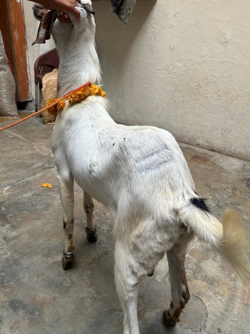 2 Dant khassi bakra 2