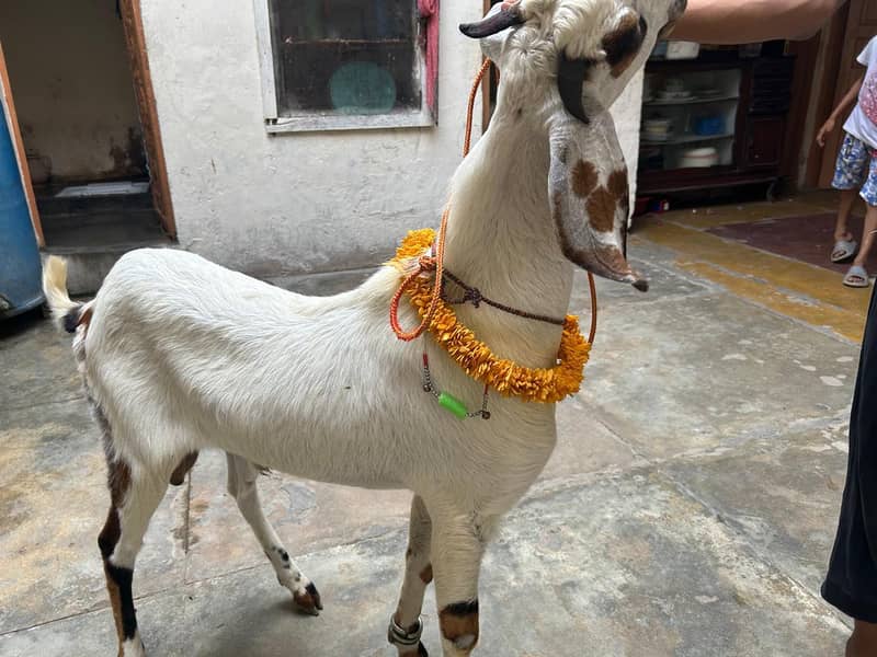 2 Dant khassi bakra 3