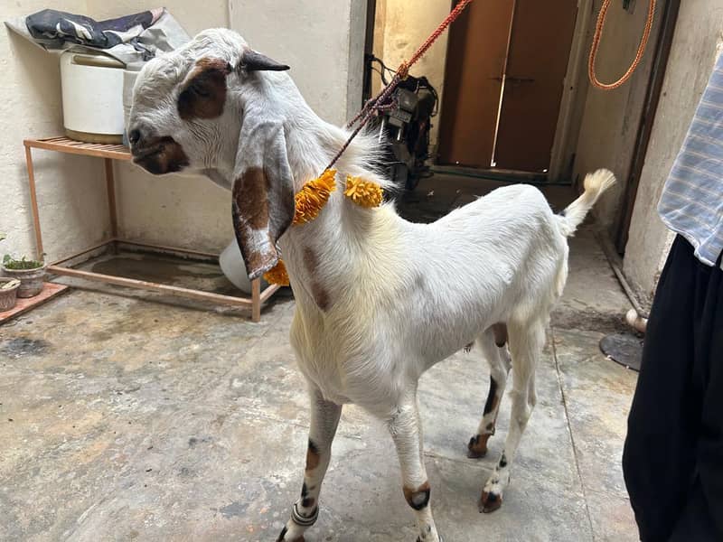 2 Dant khassi bakra 4