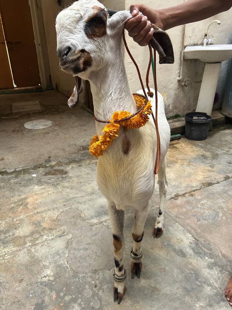 2 Dant khassi bakra 5