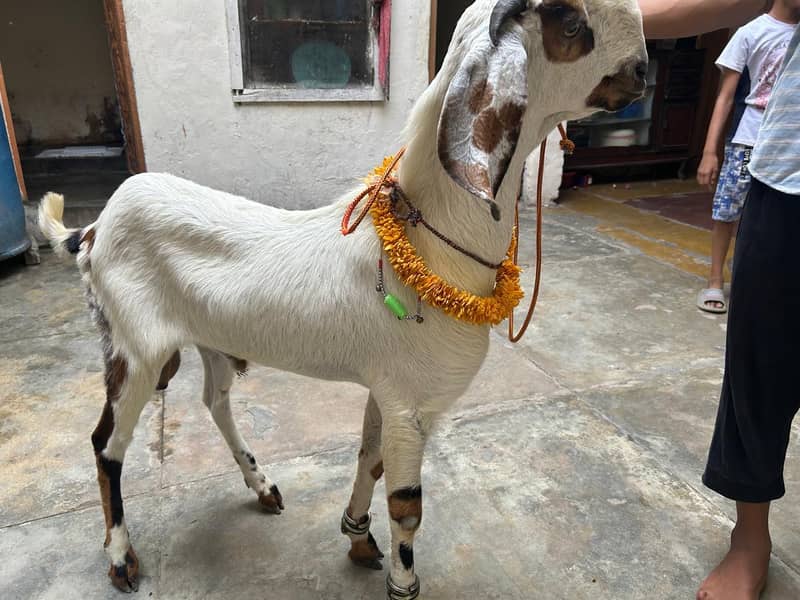 2 Dant khassi bakra 6