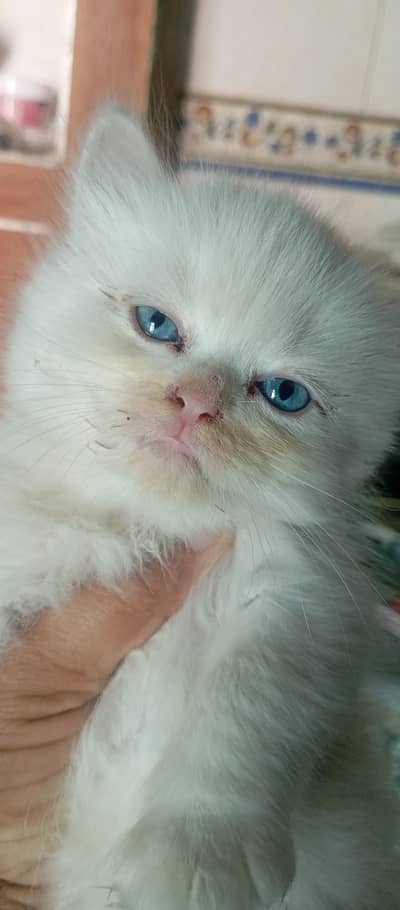 blue eyes male or female kitten for sale