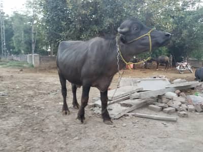 Katta